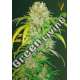 3 UND FEM - AUTO BIG ANGEL * VICTORY SEEDS FEMNIZADA 3 UND