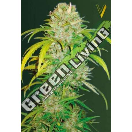 3 UND FEM - AUTO BIG ANGEL * VICTORY SEEDS FEMNIZADA 3 UND