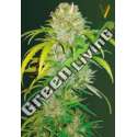 3 UND FEM - AUTO BIG ANGEL * VICTORY SEEDS FEMNIZADA 3 UND