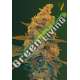 3 UND FEM - AUTO BLOW DREAM * VICTORY SEEDS FEMINIZADA 3 UND