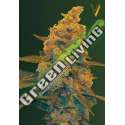 3 UND FEM - AUTO BLOW DREAM * VICTORY SEEDS FEMINIZADA 3 UND