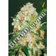 3 UND FEM - AUTO BUBBLEGUM + PRO * VICTORY SEEDS FEMINIZADA 3 UND