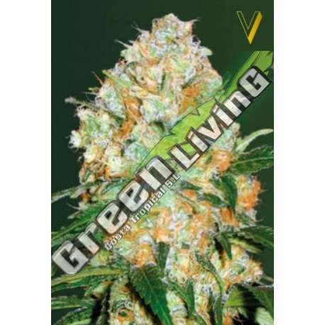 3 UND FEM - AUTO BUBBLEGUM + PRO * VICTORY SEEDS FEMINIZADA 3 UND