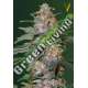 3 UND FEM - AUTO CARAMELINO * VICTORY SEEDS FEMINIZADA 3 UND