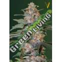 3 UND FEM - AUTO CARAMELINO * VICTORY SEEDS FEMINIZADA 3 UND