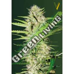 3 UND FEM - AUTO PARMESAN * VICTORY SEEDS FEMINIZADA 3 UND