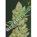 3 UND FEM - AUTO CRITICAL * VICTORY SEEDS FEMINIZADA 3 UND