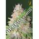 3 UND FEM - AUTO GREEN WILD SHARK * VICTORY SEEDS FEMINIZADA 3 UND