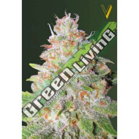 3 UND FEM - AUTO GREEN WILD SHARK * VICTORY SEEDS FEMINIZADA 3 UND