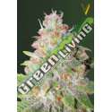 3 UND FEM - AUTO GREEN WILD SHARK * VICTORY SEEDS FEMINIZADA 3 UND