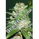 3 UND FEM - AUTO JACK HAMMER * VICTORY SEEDS FEMINIZADA 3 UND