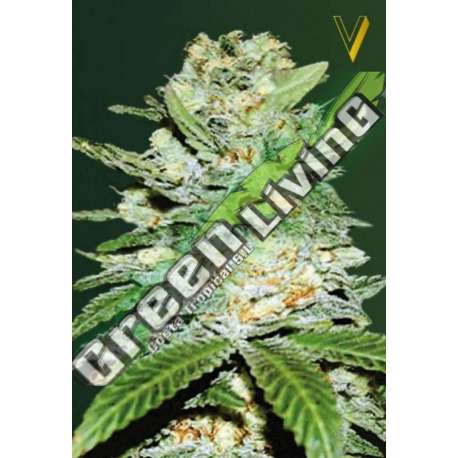 3 UND FEM - AUTO JACK HAMMER * VICTORY SEEDS FEMINIZADA 3 UND