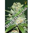 3 UND FEM - AUTO JACK HAMMER * VICTORY SEEDS FEMINIZADA 3 UND