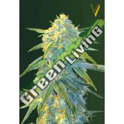 3 UND FEM - AUTO NORTHERN LIGHT * VICTORY SEEDS FEMINIZADA 3 UND