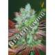 3 UND FEM - AUTO NHL DIESEL * VICTORY SEEDS FEMINIZADA 3 UND