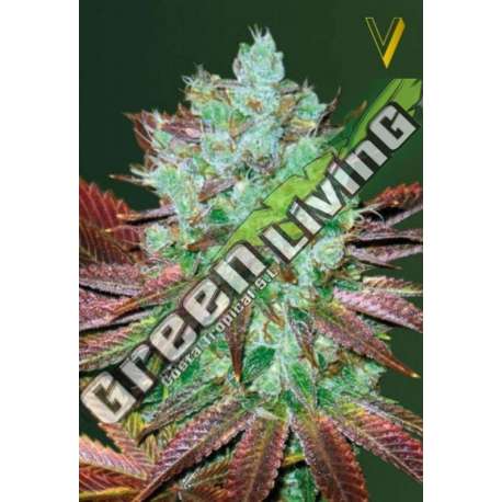 3 UND FEM - AUTO NHL DIESEL * VICTORY SEEDS FEMINIZADA 3 UND
