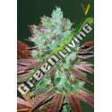 3 UND FEM - AUTO NHL DIESEL * VICTORY SEEDS FEMINIZADA 3 UND