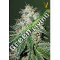3 UND FEM - AUTO OG KUSH * VICTORY SEEDS FEMINIZADA 3 UND