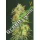 3 UND FEM - AUTO ORIGINAL LIMONADE SKUNK * VICTORY SEEDS FEMINIZADA 3 UND