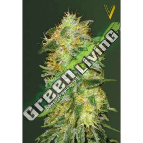 3 UND FEM - AUTO ORIGINAL LIMONADE SKUNK * VICTORY SEEDS FEMINIZADA 3 UND
