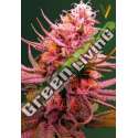 3 UND FEM - AUTO SEEMANGO * VICTORY SEEDS FEMINIZADA 3 UND