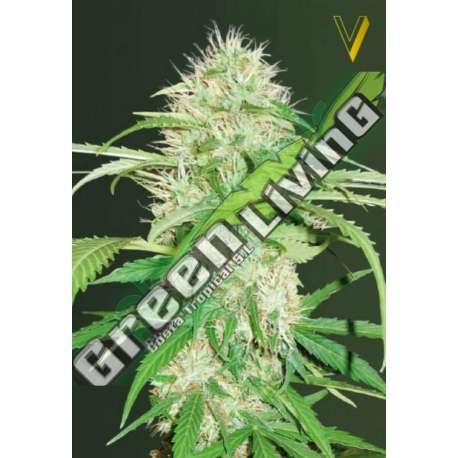 3 UND FEM - AUTO SUPER MAZAR * VICTORY SEEDS FEMINIZADA 3 UND