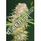 3 UND FEM - AUTO SUPER EXTRA SKUNK * VICTORY SEEDS FEMINIZADA 3 UND