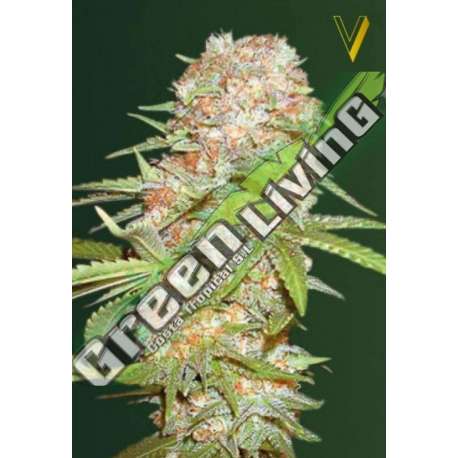 3 UND FEM - AUTO SUPER EXTRA SKUNK * VICTORY SEEDS FEMINIZADA 3 UND