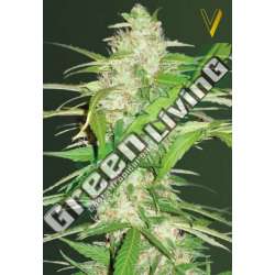 3 UND FEM - AUTO ULTRA POWER PLANT * VICTORY SEEDS FEMINIZADA 3 UND