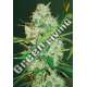 3 UND FEM - AUTO RED RUSSIAN XXL * VICTORY SEEDS FEMINIZADA 3 UND