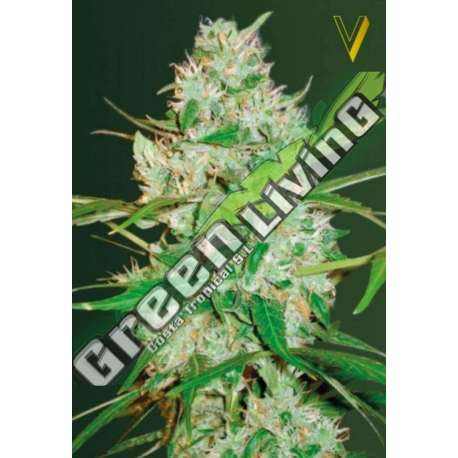 3 UND FEM - AUTO RED RUSSIAN XXL * VICTORY SEEDS FEMINIZADA 3 UND