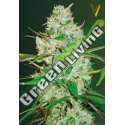 3 UND FEM - AUTO RED RUSSIAN XXL * VICTORY SEEDS FEMINIZADA 3 UND