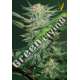 3 UND FEM - AUTO WHITE WIDOW * VICTORY SEEDS FEMINIZADA 3 UND