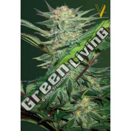 3 UND FEM - AUTO WHITE WIDOW * VICTORY SEEDS FEMINIZADA 3 UND