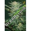 3 UND FEM - AUTO WHITE WIDOW * VICTORY SEEDS FEMINIZADA 3 UND