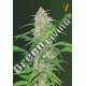 3 UND FEM - AK-77V * VICTORY SEEDS FEMINIZADA 3 UND