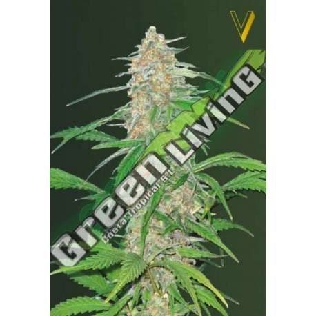 3 UND FEM - AK-77V * VICTORY SEEDS FEMINIZADA 3 UND