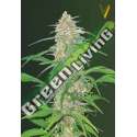3 UND FEM - AK-77V * VICTORY SEEDS FEMINIZADA 3 UND