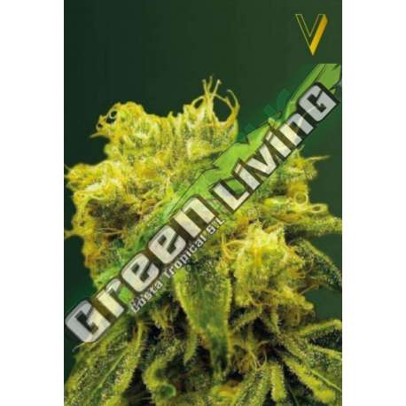 3 UND FEM - BLOW DREAM * VICTORY SEEDS FEMINIZADA 3 UND