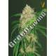 3 UND FEM - BUBBLEGUM + PRO * VICTORY SEEDS FEMINIZADA 3 UND