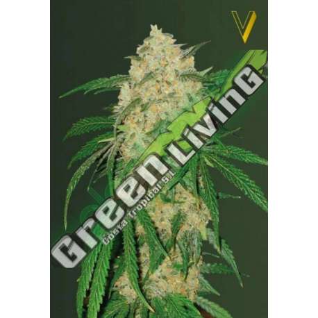 3 UND FEM - BUBBLEGUM + PRO * VICTORY SEEDS FEMINIZADA 3 UND