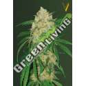 3 UND FEM - BUBBLEGUM + PRO * VICTORY SEEDS FEMINIZADA 3 UND