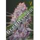 3 UND FEM - CARAMELINO * VICTORY SEEDS FEMINIZADA 3 UND