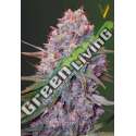 3 UND FEM - CARAMELINO * VICTORY SEEDS FEMINIZADA 3 UND