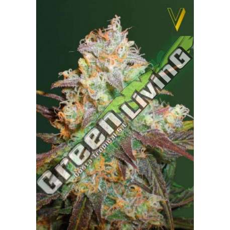 3 UND FEM - CHOCODOPE * VICTORY SEEDS FEMINIZADA 3 UND