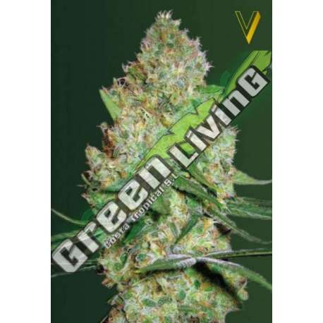 3 UND FEM - CHRONIC MONSTER XXL * VICTORY SEEDS FEMINIZADA 3 UND