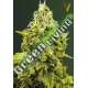 3 UND FEM - JACK HAMMER * VICTORY SEEDS FEMINIZADA 3 UND