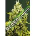 3 UND FEM - JACK HAMMER * VICTORY SEEDS FEMINIZADA 3 UND