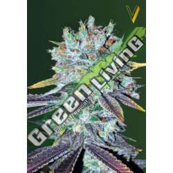 3 UND FEM - ORIGINAL BERRY * VICTORY SEEDS FEMINIZADA 3 UND