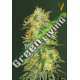 3 UND FEM - ORIGINAL LIMONADE SKUNK * VICTORY SEEDS FEMINIZADA 3 UND